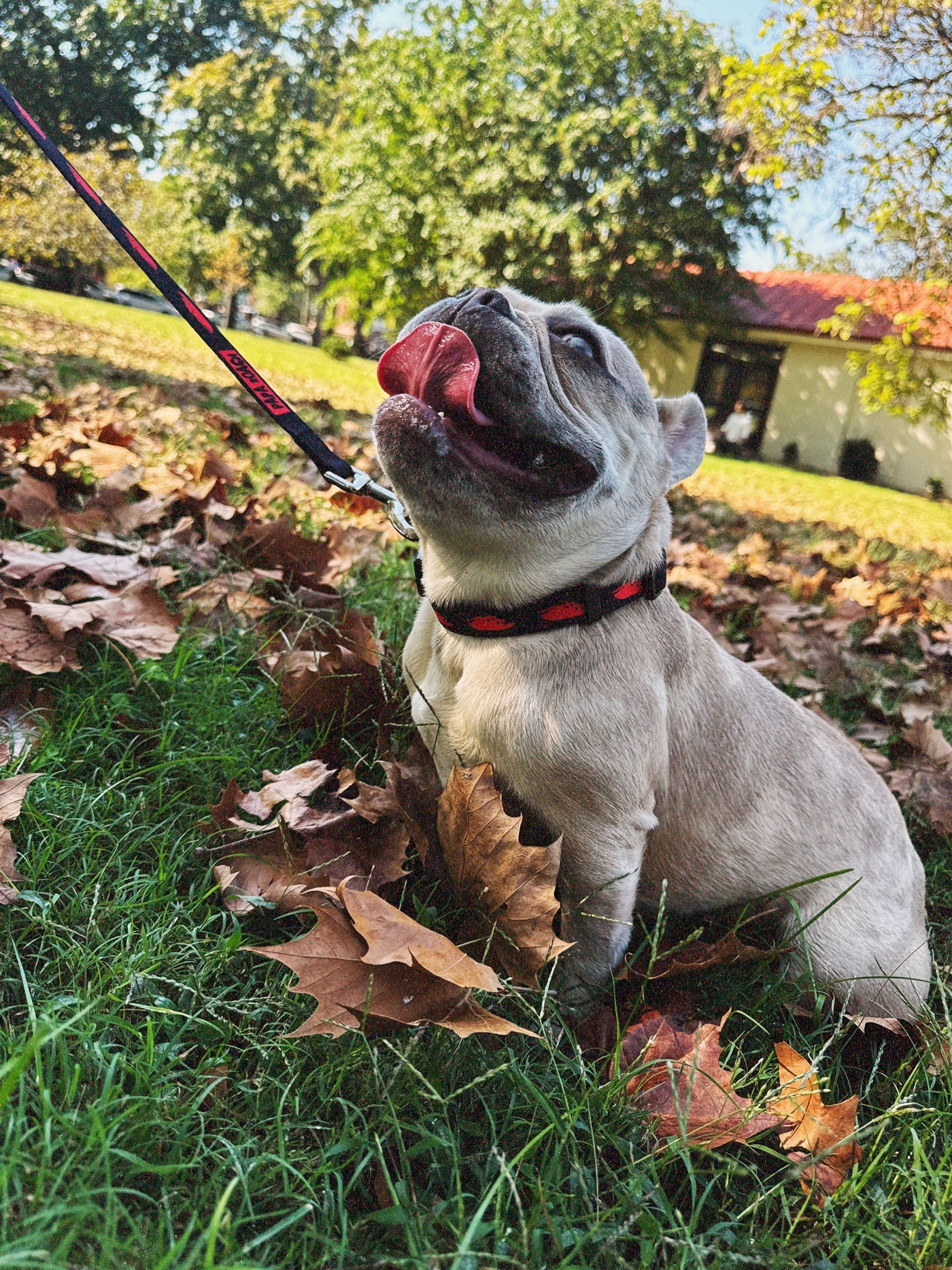 Pawpa Roach Print Leash (Black)